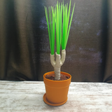 Artificial Dragon Tree Plant Decor – Dust-Free Potted Greenery for Home & Living Room