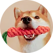 Pet Toys