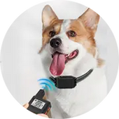 Training & Behavior