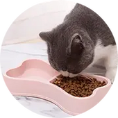 Pet Accessories