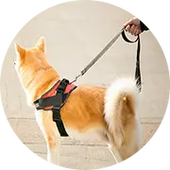 Pet Collar, Leashes & Harness